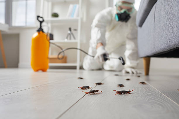 Post-Treatment Bed Bug Interceptor Monitoring in Topton